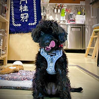 Dog_edited.jpg